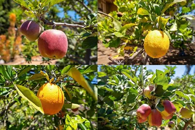 11021 Valley Lights Dr, El Cajon, CA 92020 - Photo 45