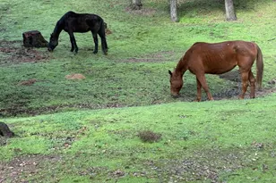 16108 16110 Old Guejito Grade Rd Rd, Escondido, CA 92027 - Photo 63
