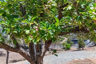 1238 Cedar St, Ramona, CA 92065 - Photo 47