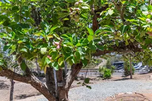 1238 Cedar St, Ramona, CA 92065 - Photo 43