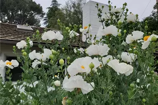 2 Chuckwagon Rd, Rolling Hills, CA 90274 - Photo 63