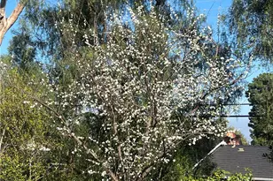 2 Chuckwagon Rd, Rolling Hills, CA 90274 - Photo 5