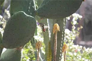 2 Chuckwagon Rd, Rolling Hills, CA 90274 - Photo 65