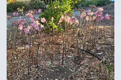 2 Chuckwagon Road, Rolling Hills, CA 90274 - Photo 57