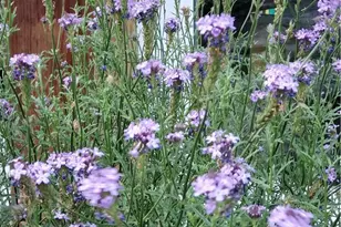 2 Chuckwagon Rd, Rolling Hills, CA 90274 - Photo 61