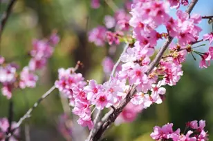 9 Casaba Rd, Rolling Hills Estates, CA 90274 - Photo 9