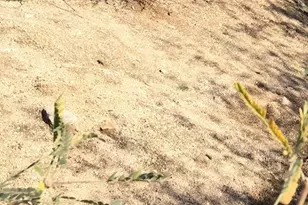 0 E Ave E-4, Lancaster, CA 93534 - Photo 1