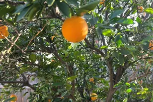 24931 Heil Dr, Moreno Valley, CA 92553 - Photo 55