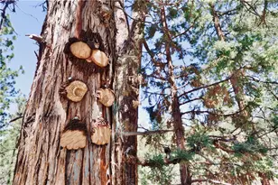 550 Villa Grove Ave, Big Bear City, CA 92314 - Photo 19