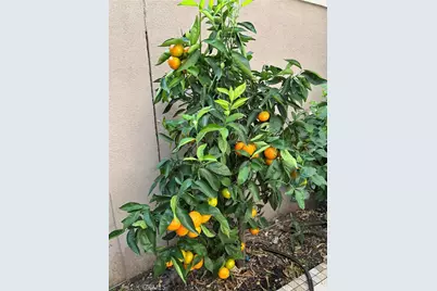 37 Peony, Irvine, CA 92618 - Photo 55