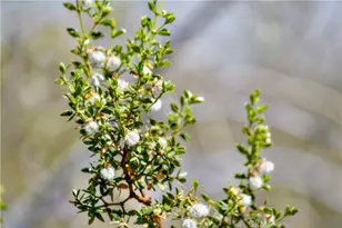 5125 Sunfair Rd, Joshua Tree, CA 92252 - Photo 39