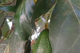 3531 N Figueroa, Los Angeles, CA 90065 - Photo 15