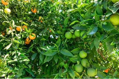 509 S Glenarbor, Santa Ana, CA 92704 - Photo 21