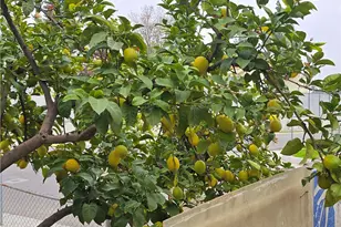 2004 Virginia St, Bakersfield, CA 93305 - Photo 15