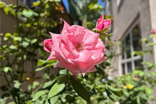 37 Peony, Irvine, CA 92618 - Photo 41