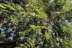 221 S Howard St, Corona, CA 92879 - Photo 15