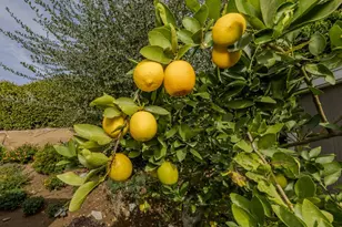 9588 Highland Ave, Rancho Cucamonga, CA 91737 - Photo 43