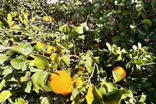 471 Whitney, Hemet, CA 92543 - Photo 19