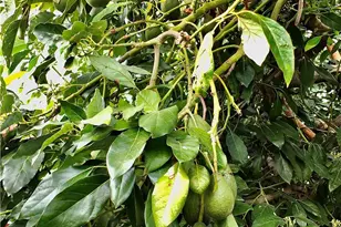 11419 Belcher, Norwalk, CA 90650 - Photo 19