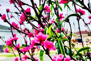 421 E 219th, Carson, CA 90745 - Photo 49