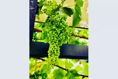 421 E 219th, Carson, CA 90745 - Photo 47