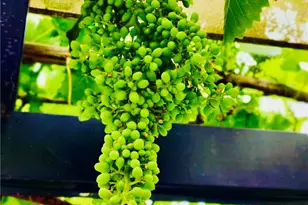 421 E 219th, Carson, CA 90745 - Photo 47