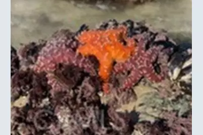 34134 Selva Road #248, Dana Point, CA 92629 - Photo 27