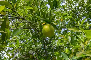 301 Oleander, San Jacinto, CA 92582 - Photo 41