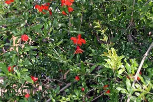 11623 Brimley, Norwalk, CA 90650 - Photo 21