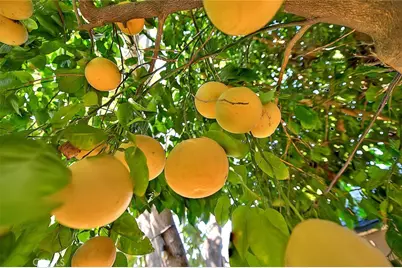 17860 E Laxford, Azusa, CA 91702 - Photo 29