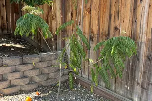 3267 Sueno Dr, San Jose, CA 95148 - Photo 65