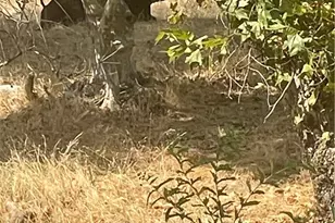 6009 Elwood Rd, Sanger, CA 93657 - Photo 13