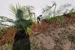 25045 Walnut, Lomita, CA 90717 - Photo 21