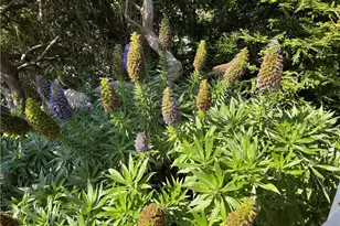 1226 Main St, Cambria, CA 93428 - Photo 37