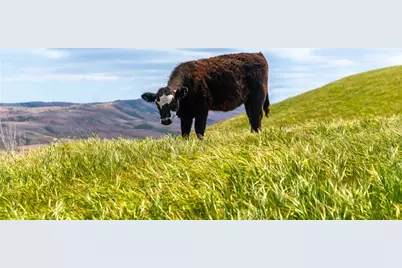 8050 Bitterwater Road, Shandon, CA 93461 - Photo 3