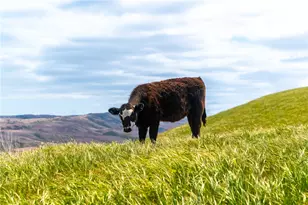 8050 Bitterwater Rd, Shandon, CA 93461 - Photo 3