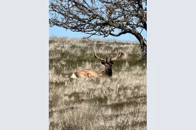 8050 Bitterwater Road, Shandon, CA 93461 - Photo 37