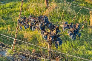 1990 E 46, Shandon, CA 93461 - Photo 53