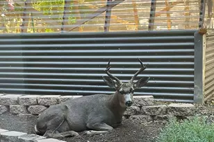 2298 Tipton St, Cambria, CA 93428 - Photo 47