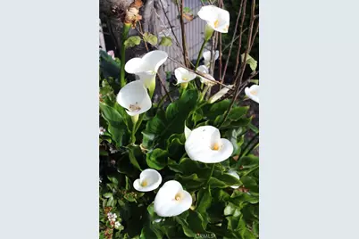 1909 Pineridge, Cambria, CA 93428 - Photo 35