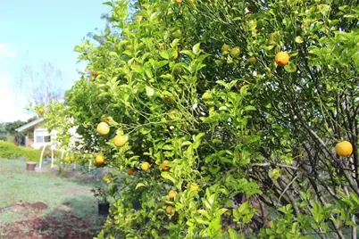 1909 Pineridge, Cambria, CA 93428 - Photo 33