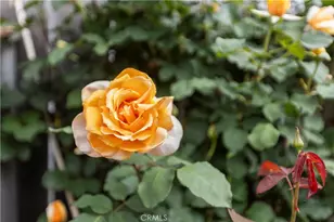 50 5th St, Cayucos, CA 93430 - Photo 41