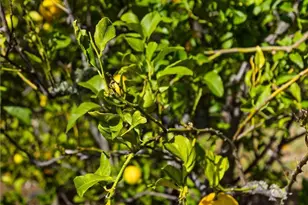 957 Skyline Dr, San Luis Obispo, CA 93405 - Photo 39