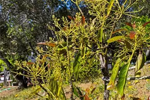 957 Skyline Dr, San Luis Obispo, CA 93405 - Photo 37