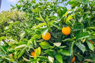 3425 Quail Meadows, Santa Maria, CA 93455 - Photo 27