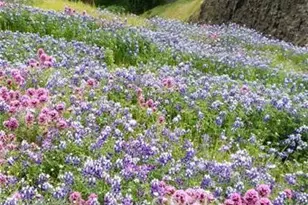 2920 Clark, Butte Valley, CA 95965 - Photo 23