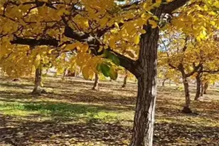 25205 5th Ave, Los Olivos, CA 96055 - Photo 35