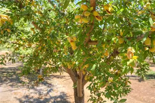 10197 Lott Rd, Durham, CA 95938 - Photo 55