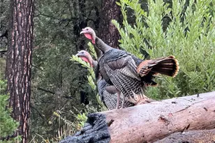 3625 Charqui Ct, Oroville, CA 95965 - Photo 21