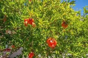 15125 N Kobbuntie Ct, Red Bluff, CA 96080 - Photo 63